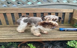 Miniature Poodle dogs for stud: CHOC/WHITE MINIATURE SCHNAUZER AT STUD in Coventry - Image 7