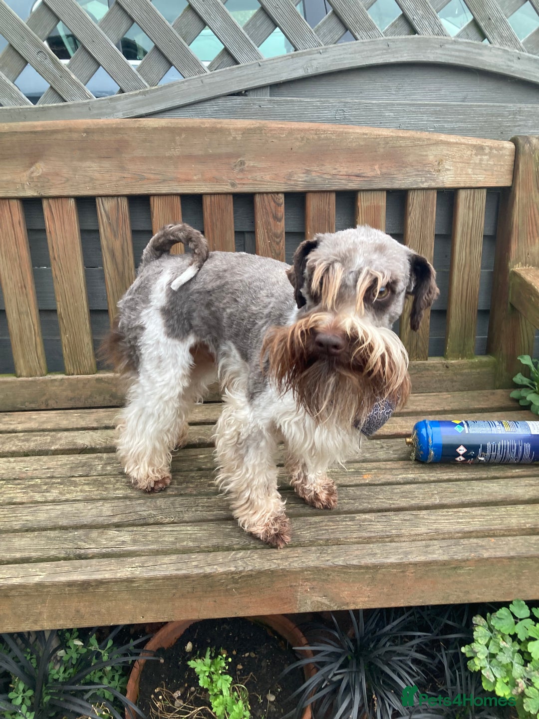 Miniature Poodle dogs for stud: CHOC/WHITE MINIATURE SCHNAUZER AT STUD in Coventry - Image 7