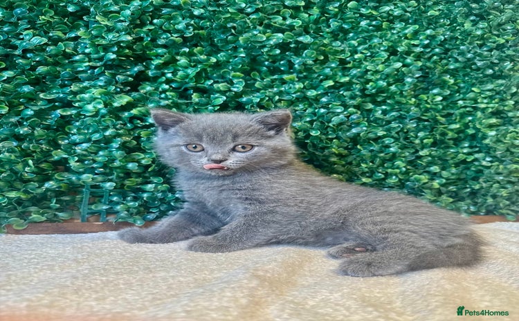 British Shorthair cats - Advert 2