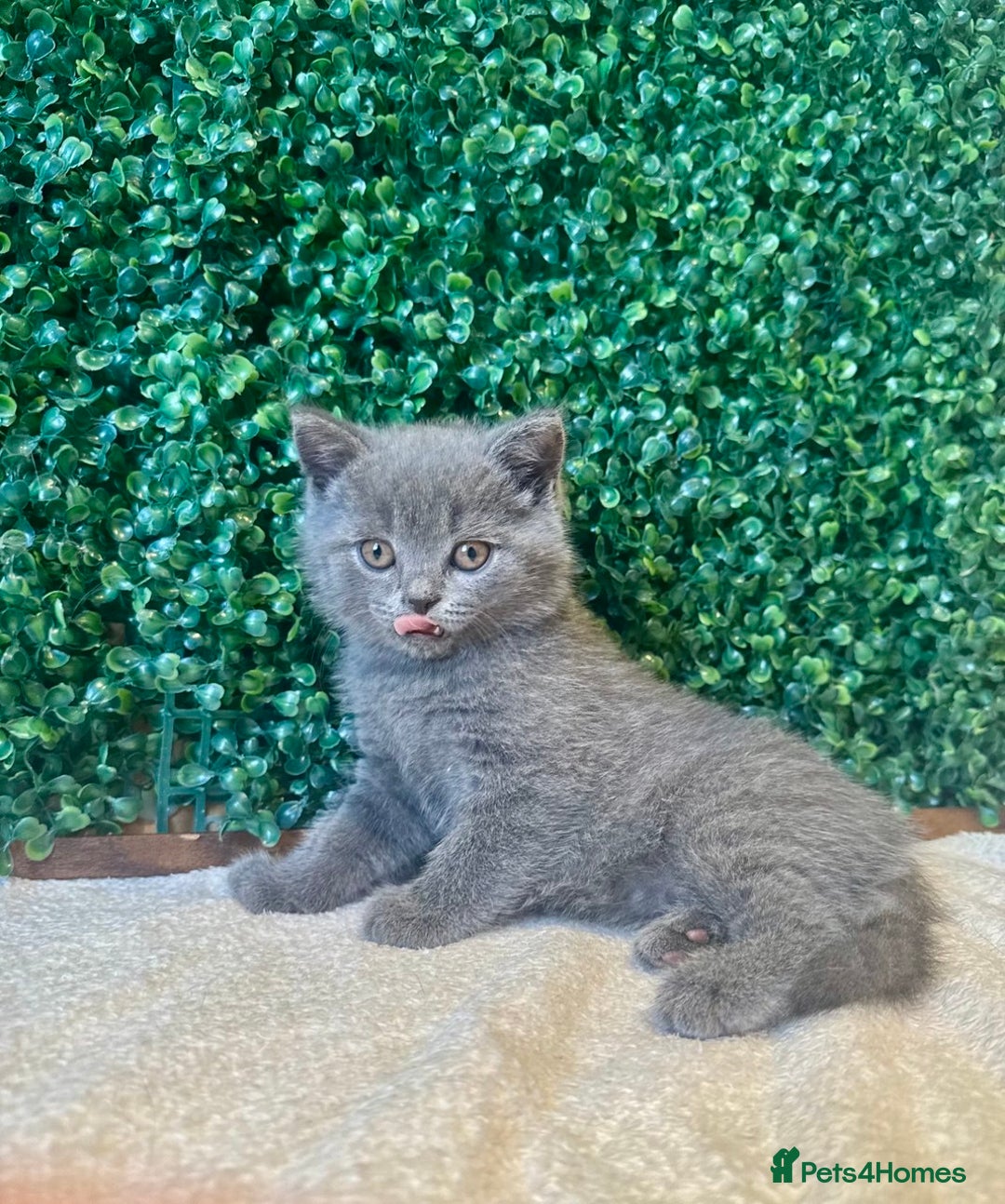 British Shorthair cats for sale: 💕British Shorthair Blue Kittens💕 - Image 5
