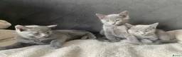 Russian Blue cats for sale: Russian Blue kittens 2 girls and 6 boys in Edinburgh - Advert 4