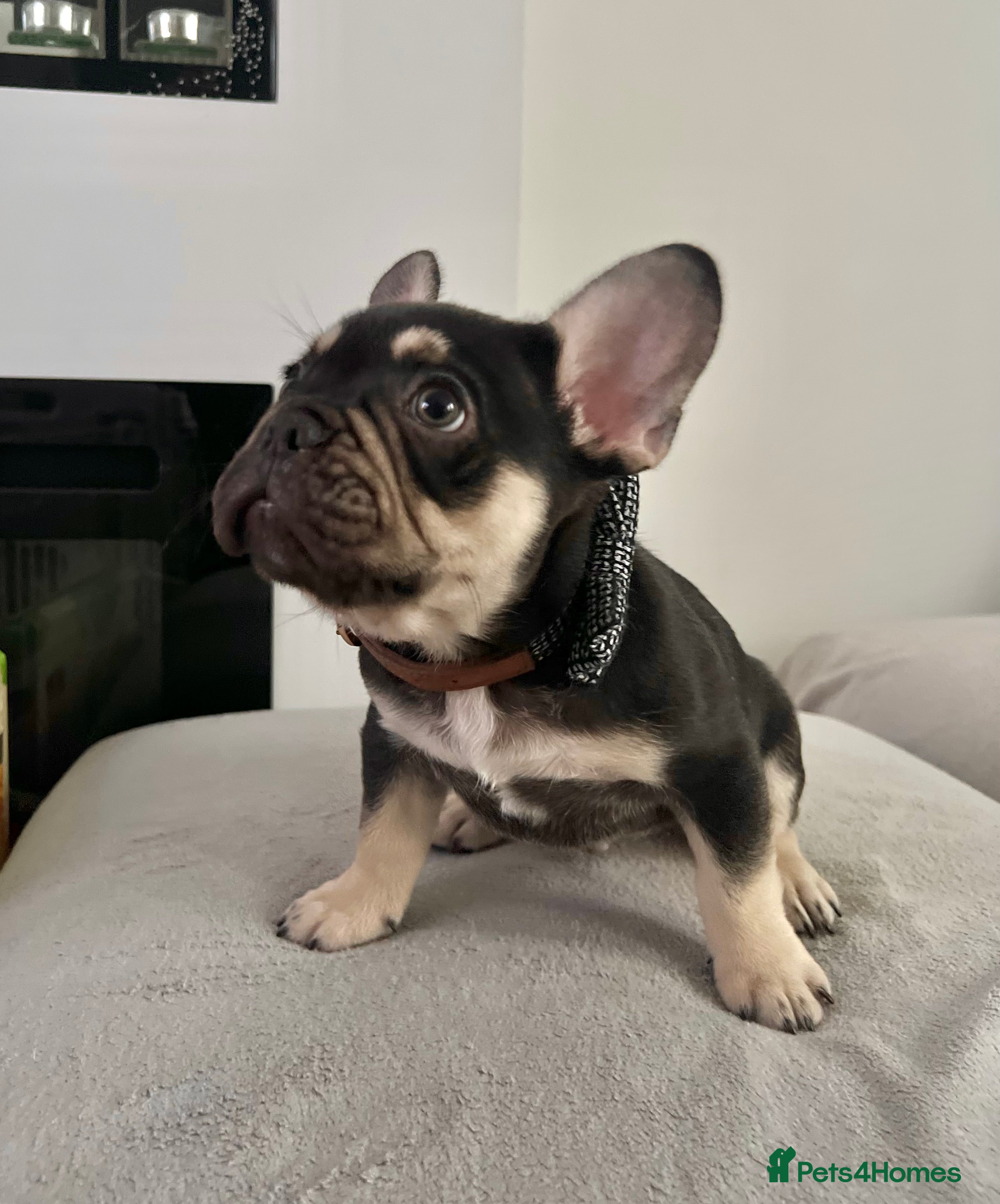 French Bulldog dogs Stunning Kc French Bulldog puppies  - Advert 7