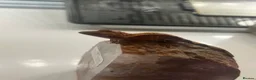Gecko reptiles for sale: Stunning baby crested geckos - Advert 5
