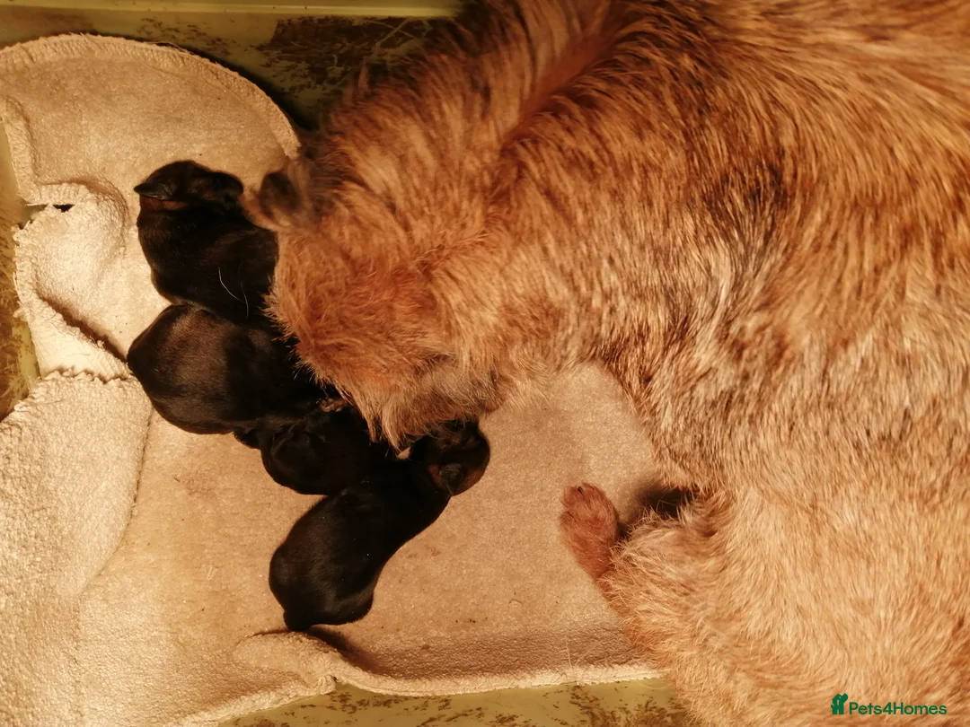 Border Terrier dogs for sale: Border terrier pups for sale  - Advert 7