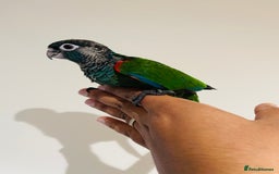 Conures birds for sale: Hand reared Emma’s, roseifrons, pearly conure - Image 15