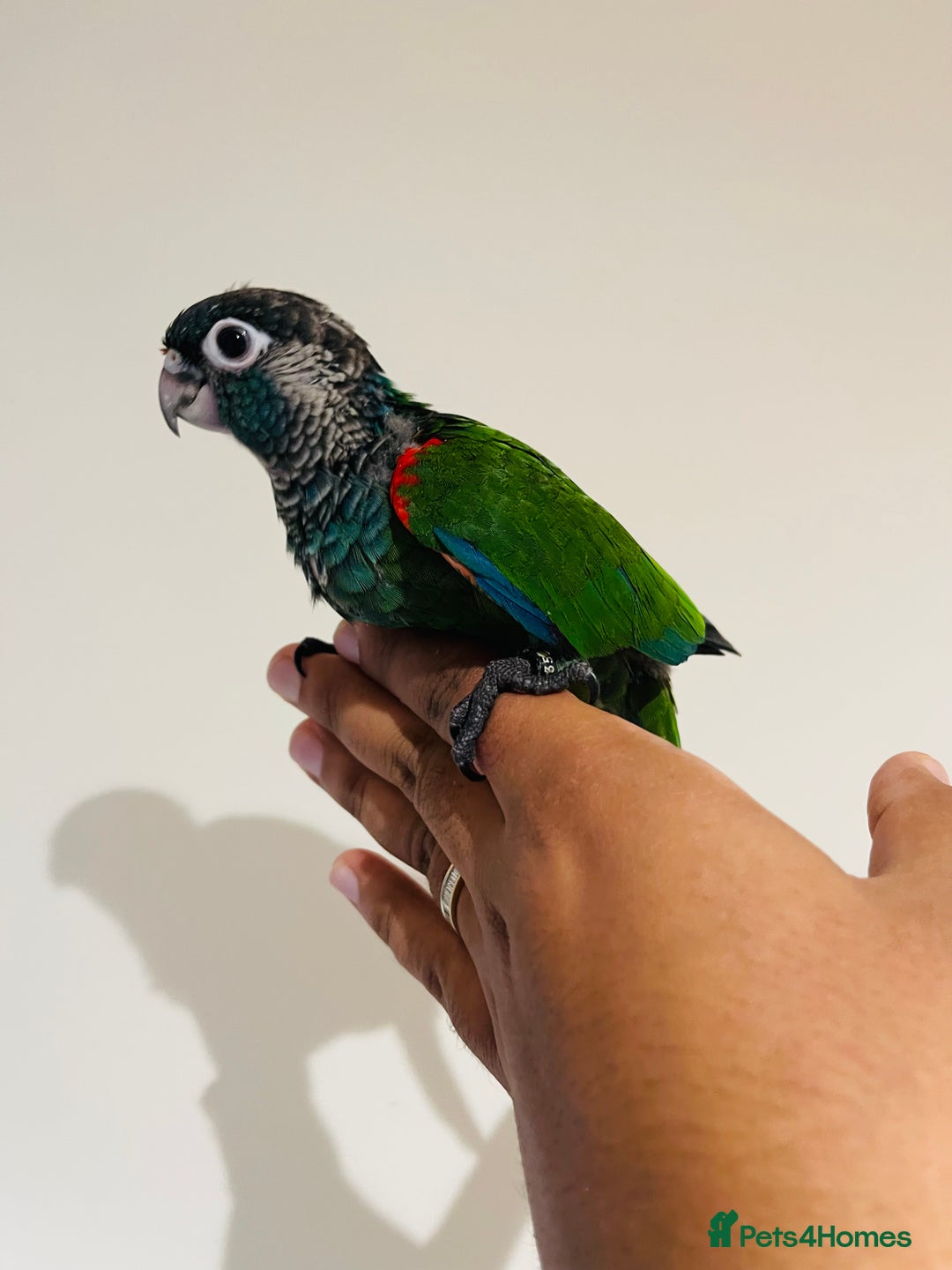 Conures birds for sale: Hand reared Emma’s, roseifrons, pearly conure - Image 15