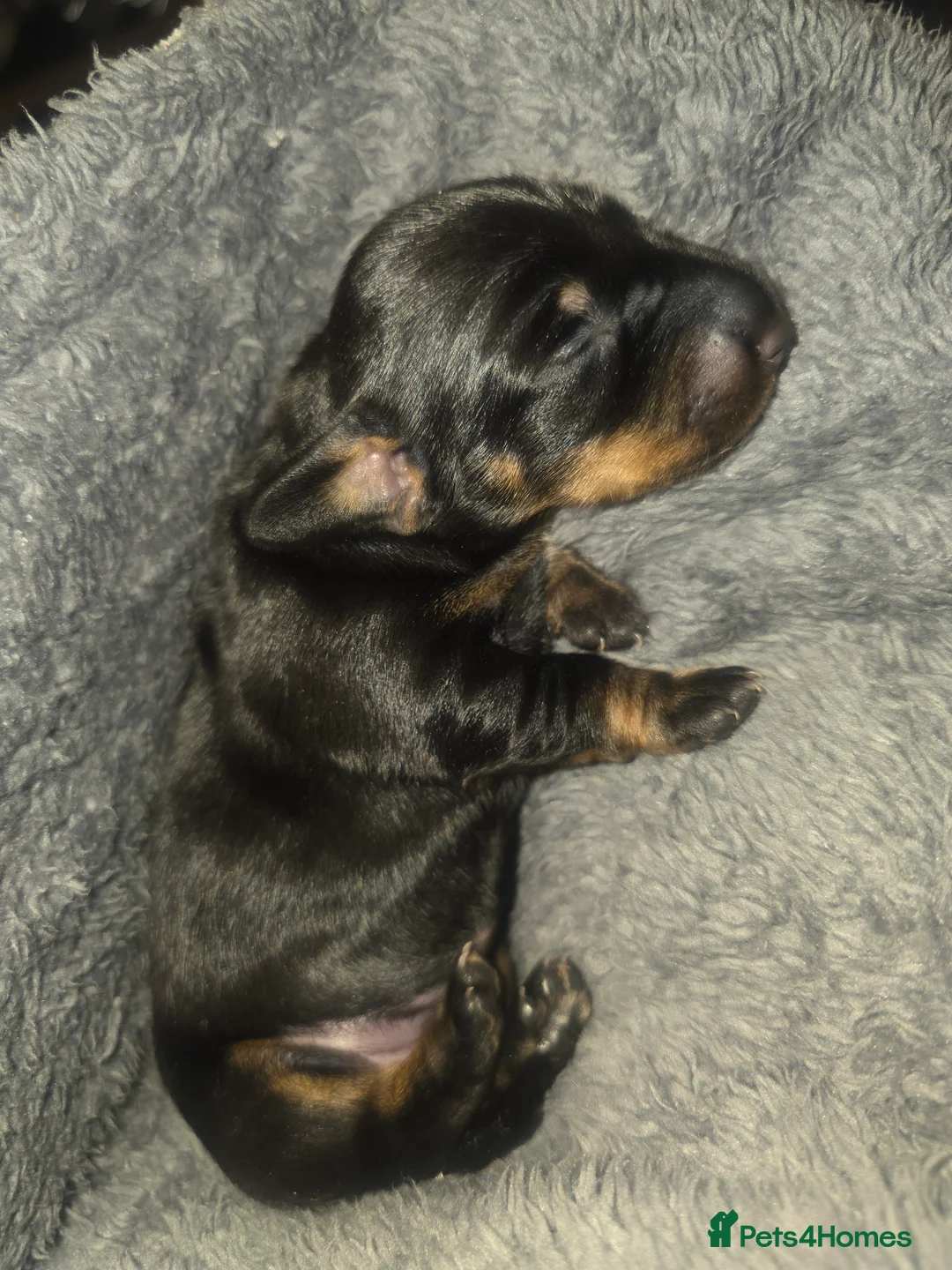 Miniature Dachshund dogs for sale: Gorgeous Litter Of Miniature Dachshunds  - Advert 2