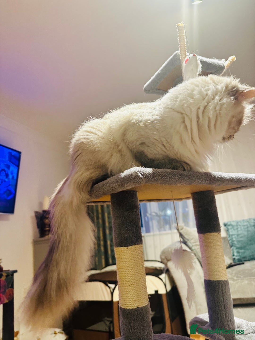 Siberian cats for sale: Neva Masquerade × Ragdoll Kittens – Hypoallergenic - Advert 3