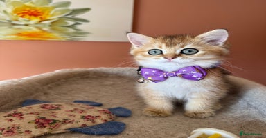 British Shorthair cats beautiful nature Golden BSH boys  - Advert 1