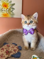 British Shorthair cats beautiful nature Golden BSH boys - Advert 9