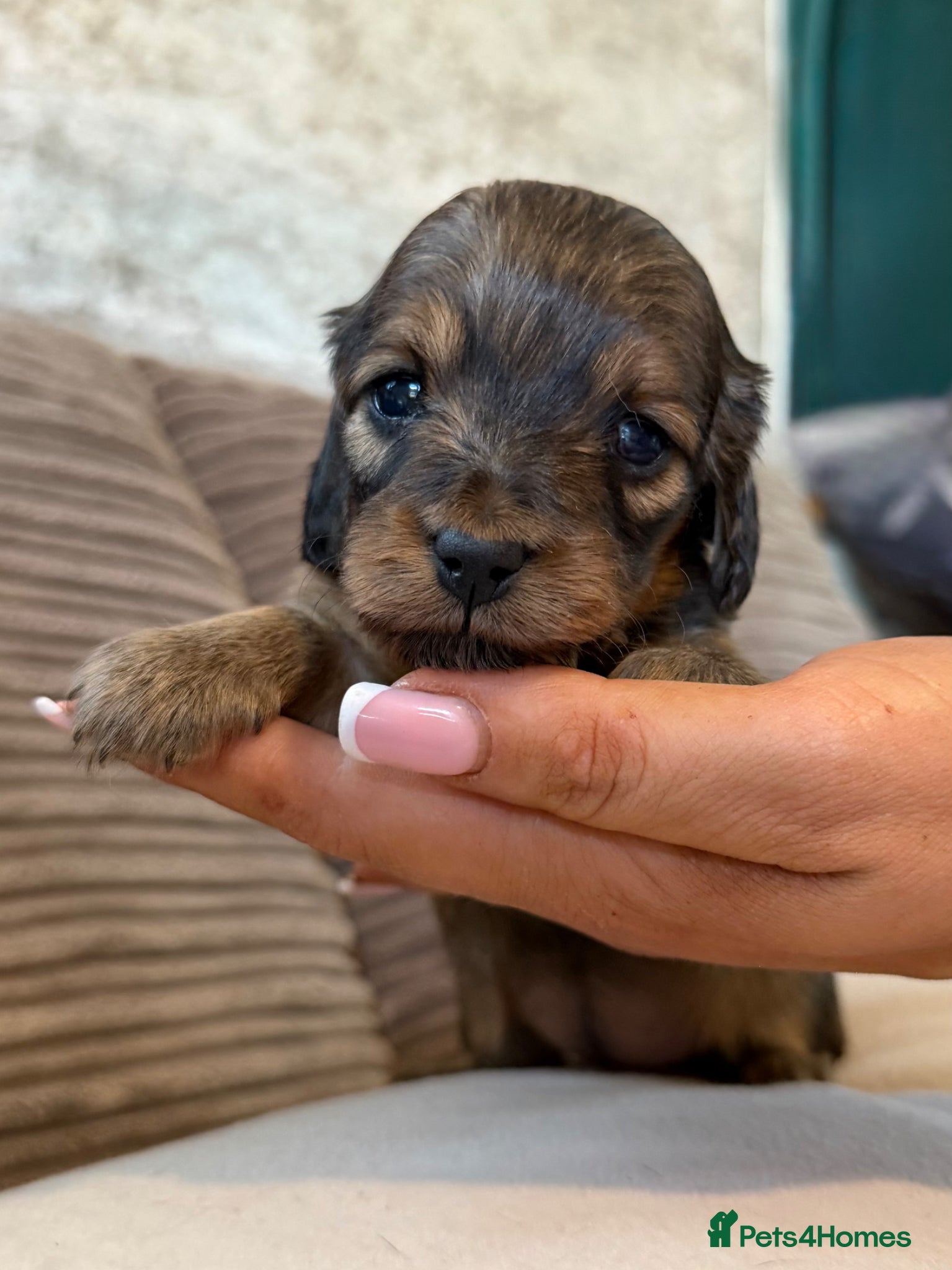 Miniature Dachshund dogs for sale: Miniature longhaired dachshunds  - Advert 17