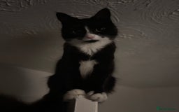 Mixed Breed cats for sale: Adult Cat - Image 2