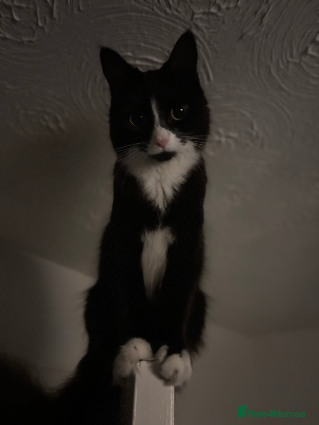 Mixed Breed cats for sale: Adult Cat - Image 2