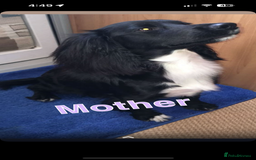 Cocker Spaniel dogs for sale: Cocker spaniel puppies for sale  - Image 1