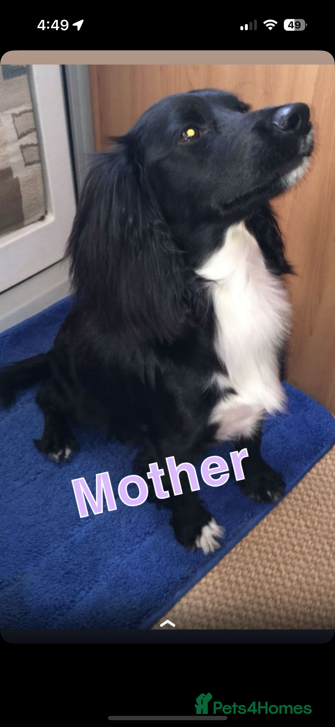Cocker Spaniel dogs for sale: Cocker spaniel puppies for sale  - Image 1