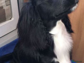 Cocker Spaniel dogs - Advert 21