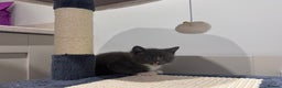 American Shorthair cats for sale: 1 grey male and 2 female for sale  - Advert 3