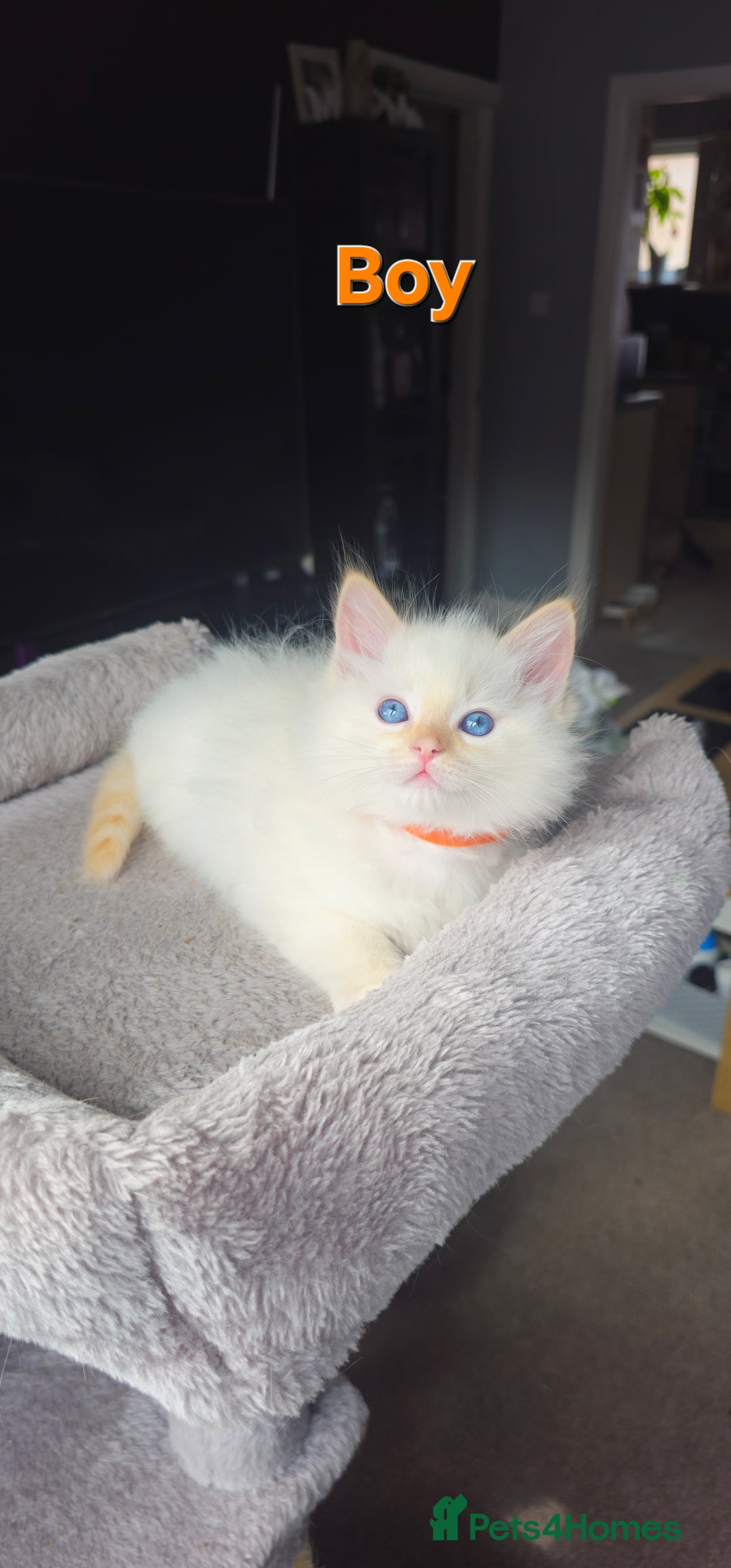Ragdoll cats for sale: Ragdoll kittens  - Image 14