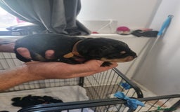 Rottweiler dogs for sale: Rottweiler puppy's  in Stoke-on-Trent - Image 12