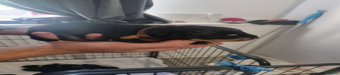 Rottweiler Puppy 3