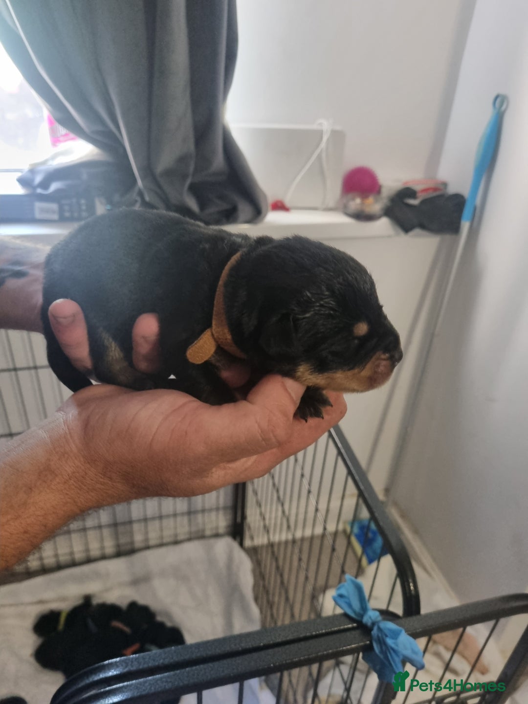 Rottweiler dogs for sale: Rottweiler puppy's  in Stoke-on-Trent - Image 12