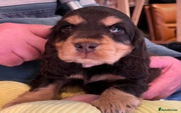 Cocker Spaniel dogs for sale: Golden Male Show Cocker Spaniel - Image 15
