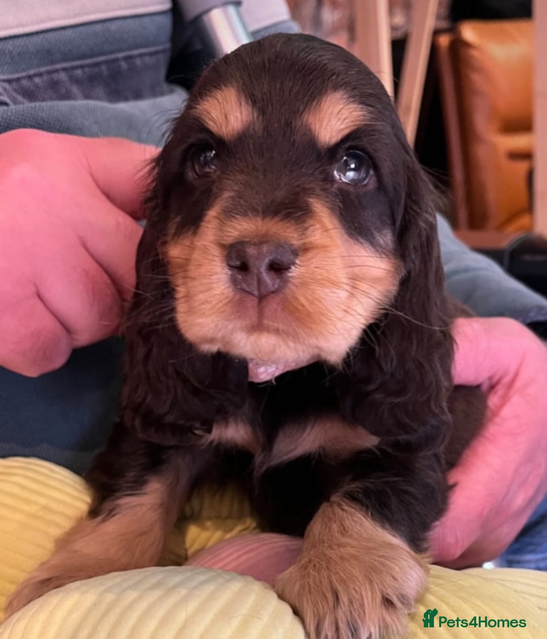 Cocker Spaniel dogs for sale: Golden Male Show Cocker Spaniel - Image 15