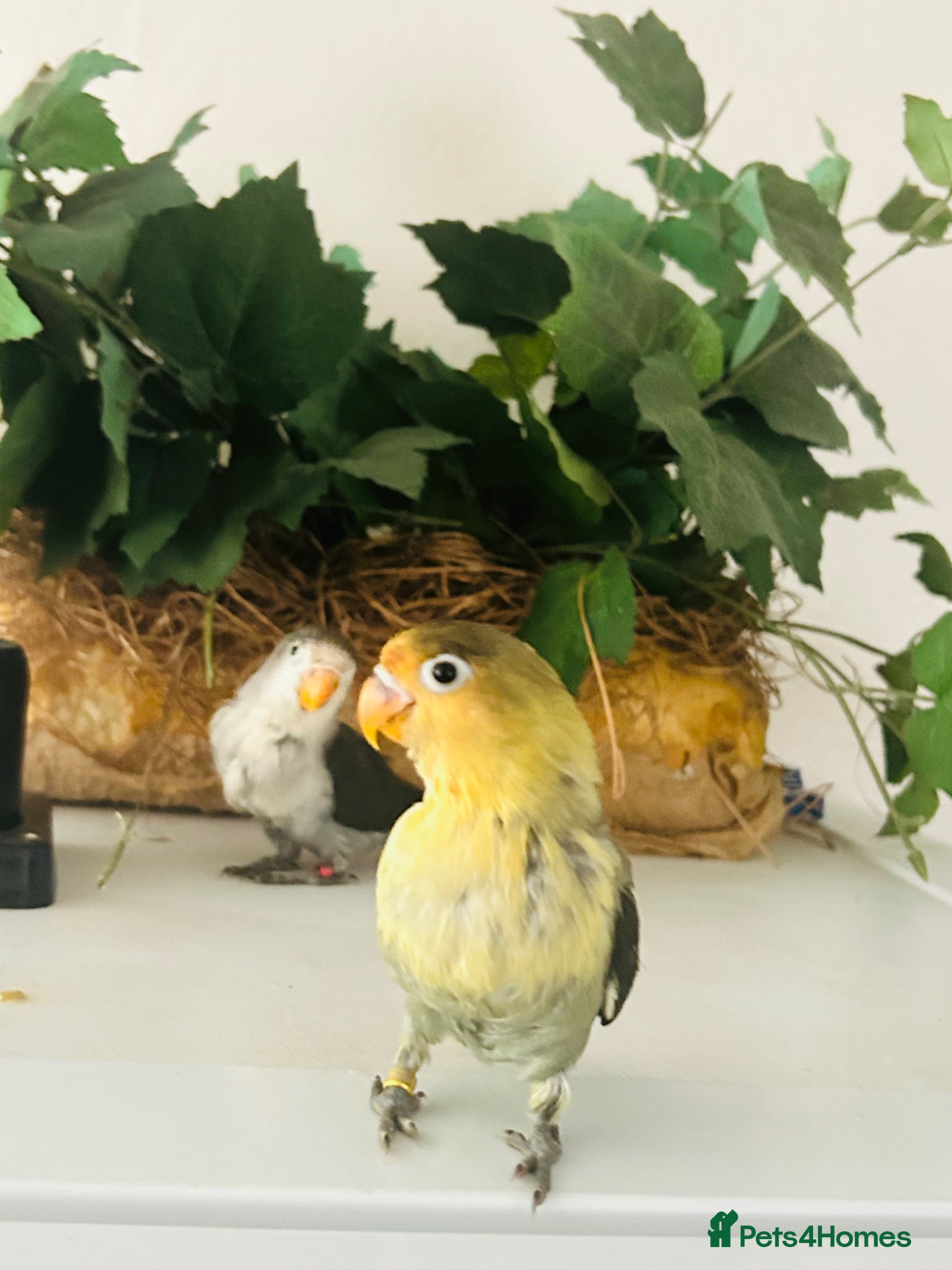 Lovebirds birds for sale: Hand-Reared Tame Lovebird Babies – Rare Colours - Advert 1