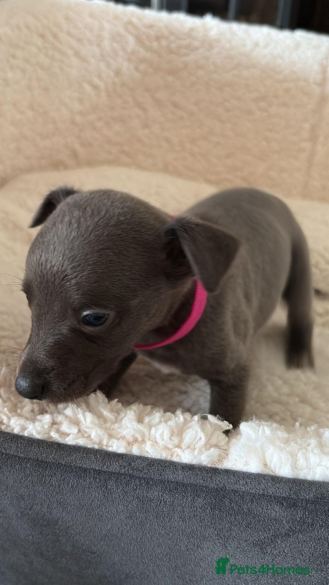 Whippet dogs for sale: KC registered BLUE whippet puppies 100% show type  - Advert 16