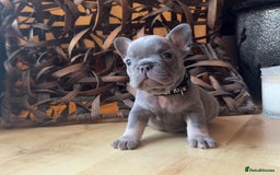 French Bulldog dogs for sale: Pedigree Frenchies - New Shade Isabella’s & Lilacs - Image 8