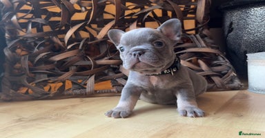 French Bulldog dogs - Advert 11