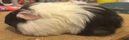 Guinea Pig rodents for sale: 2 pairs of longhaired boys for loving homes - Advert 5