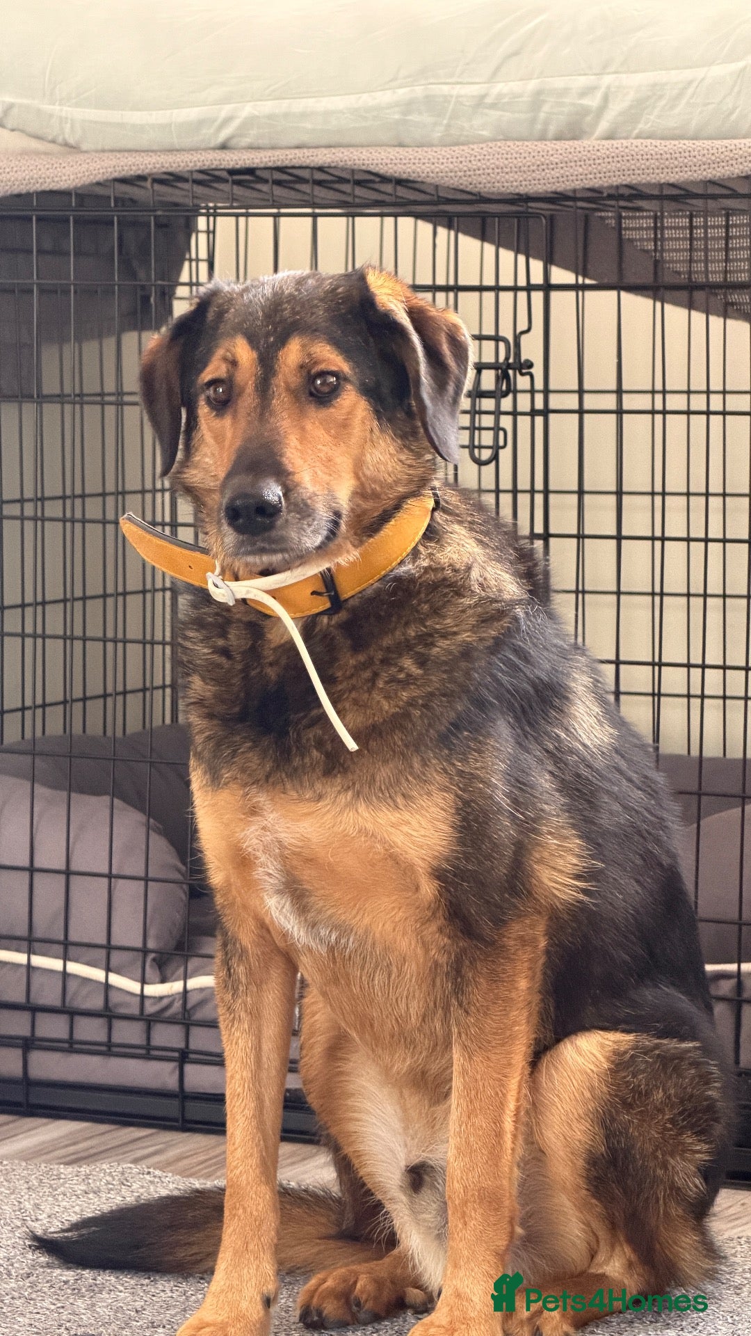 Mixed Breed dogs Shy Boy with a  Cheeky Heart 💛 - Advert 2