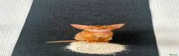 Abyssinian cats for sale: Abyssinian kittens  - Advert 7