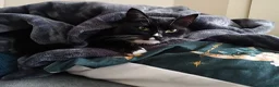 Domestic Shorthair cats for sale: Black & White domestic shorthair  - Advert 3