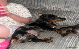 Miniature Dachshund dogs for sale: 8 month old brothers - Image 3