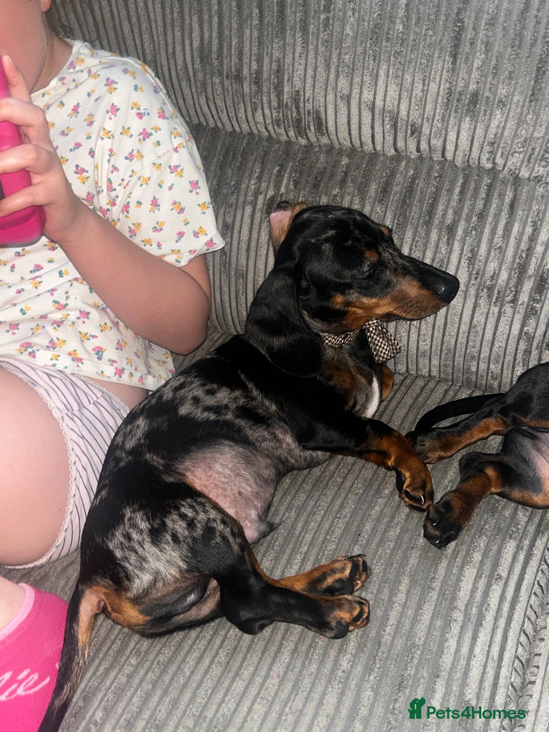 Miniature Dachshund dogs for sale: 8 month old brothers - Image 3