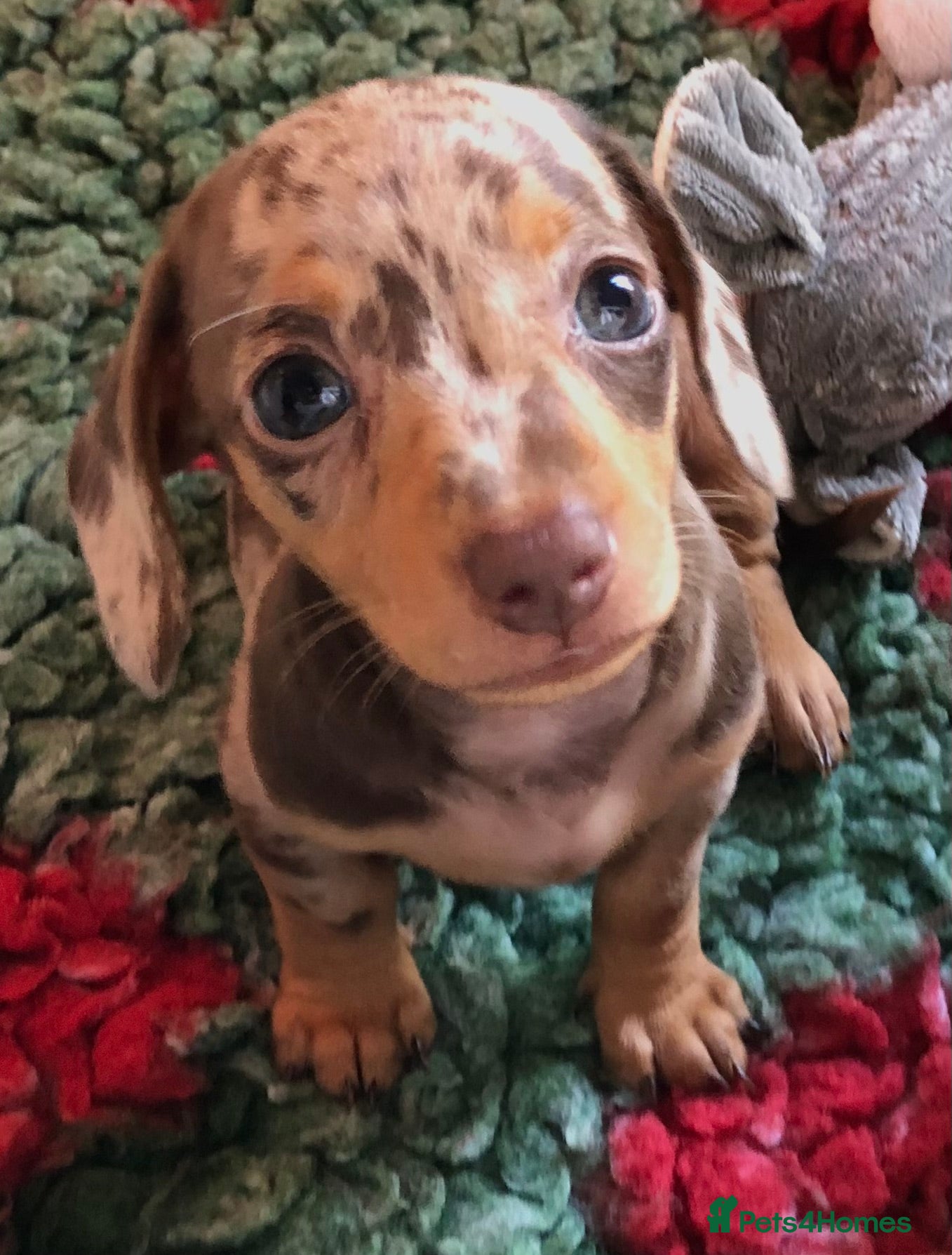 Miniature Dachshund dogs Choc dapple and Choc & tan. Kc reg. PRA Clear - Advert 2
