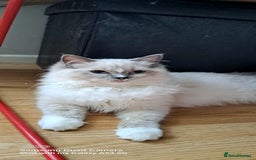 Ragdoll cats for sale: GCCF reg Ragdoll kittens  - Image 17