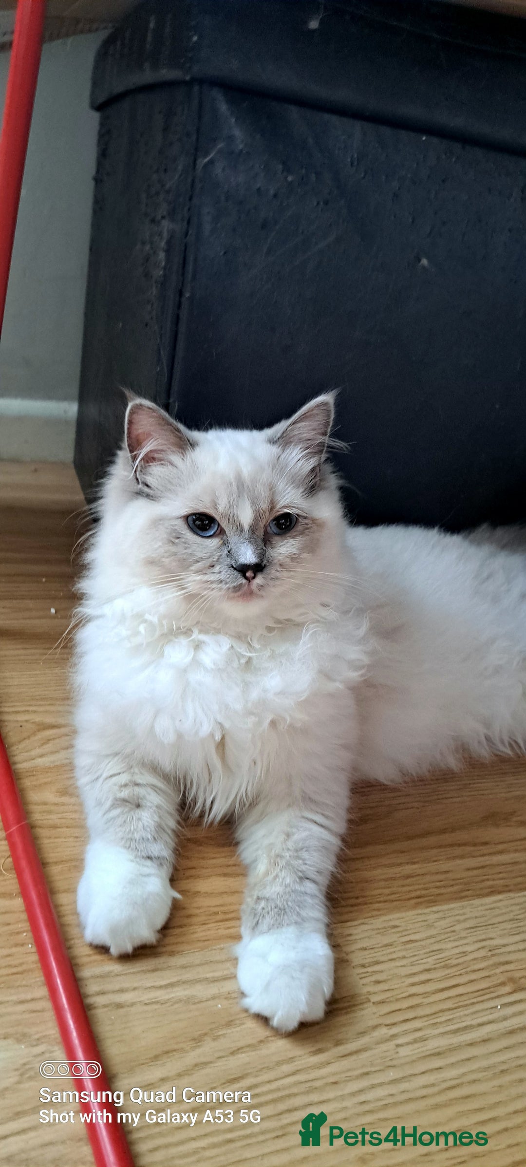 Ragdoll cats for sale: GCCF reg Ragdoll kittens  - Image 17