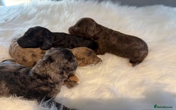 Cockapoo dogs for sale: F1B Cockapoo’s  - Image 1