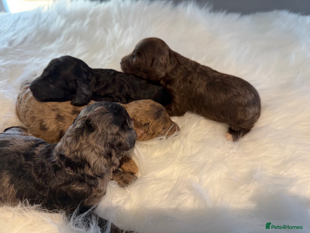 Cockapoo dogs for sale: F1B Cockapoo’s  - Image 1