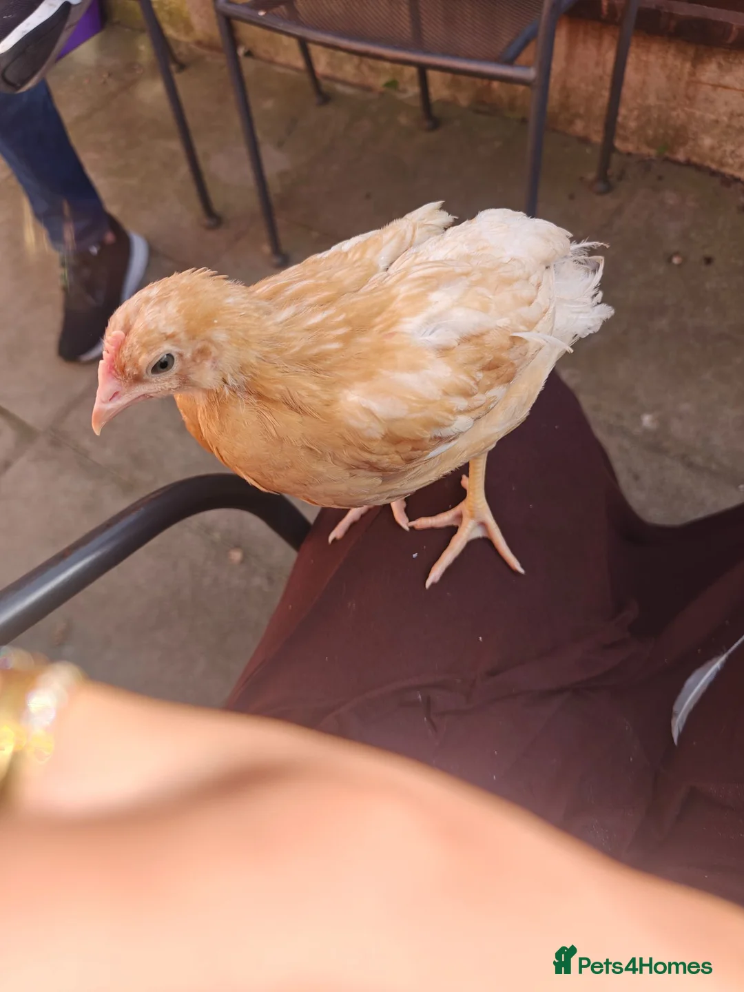 Chickens poultry for sale: Chicken for sale  - Advert 2