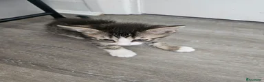 lala