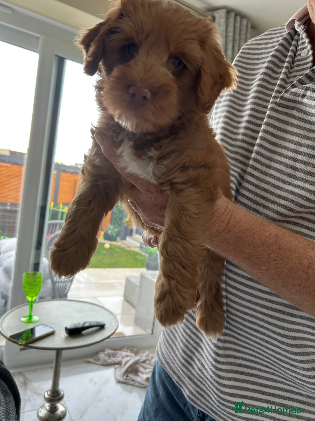 Sproodle dogs for sale: Quality f2b sproodles PRA Clear - Advert 2