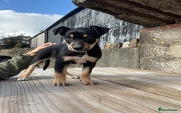 Mixed Breed dogs for sale: Huntaway X Collie Bitch Pup - Image 2
