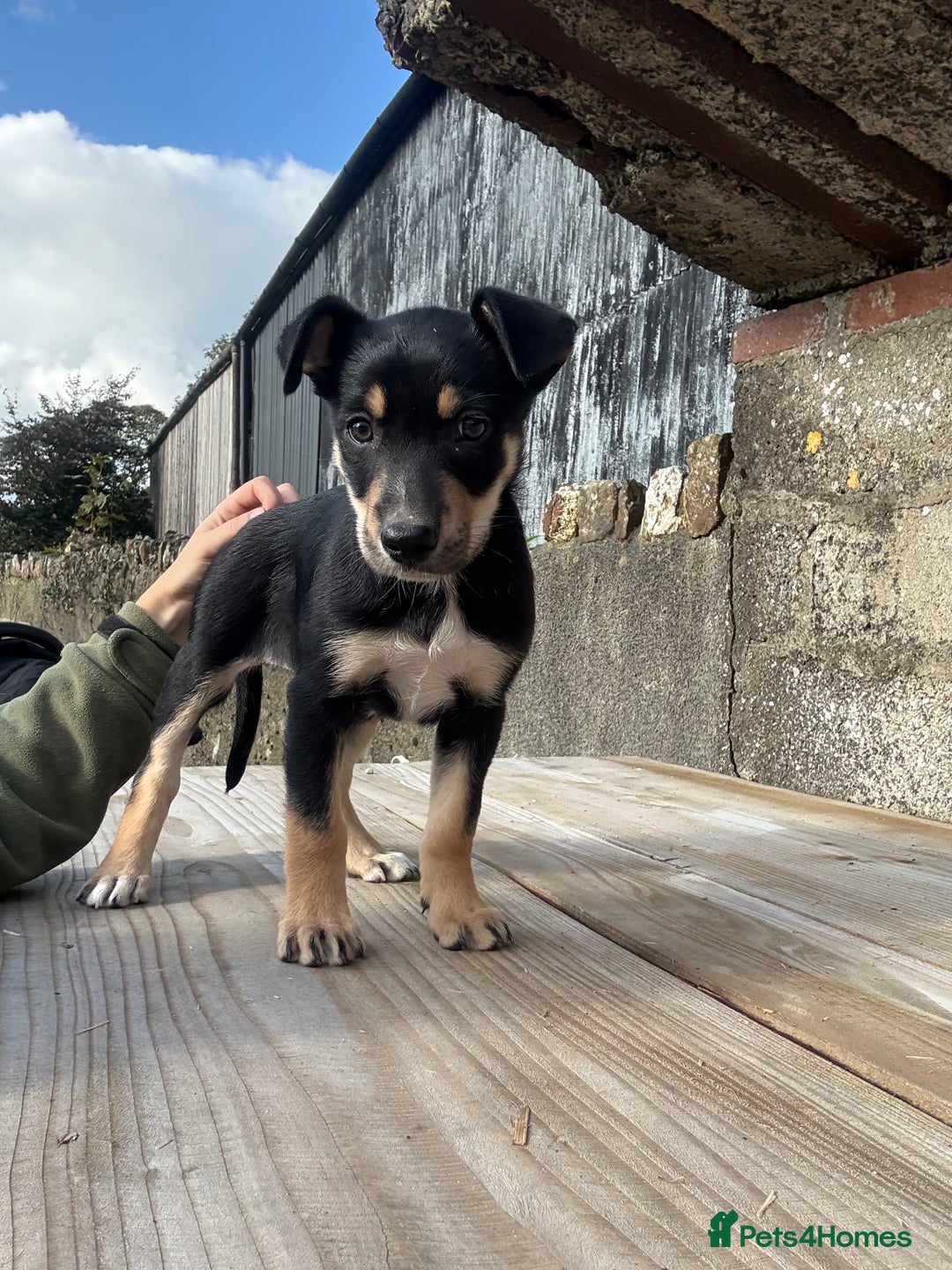Mixed Breed dogs for sale: Huntaway X Collie Bitch Pup - Image 2