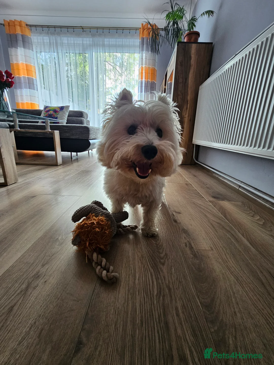 West Highland Terrier dogs for stud: Fifi West Highland Terrier for Stud Skelmersdale  - Advert 6