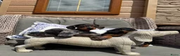 Doxiepoo dogs for sale: Miniature doxiepoo puppies (council licensed)  - Advert 5