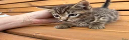 Mixed Breed cats for sale: Friendly farm kittens  - Advert 3